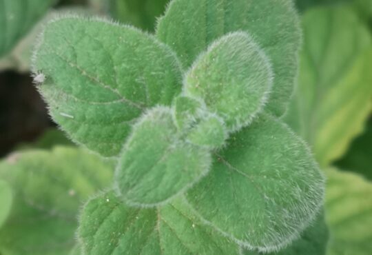 Clinopodium nepeta (synonym: Calamintha nepeta), Lesser calamint, فوتنج - مانتا (Fottinj - Manta- Nabta), 薄荷荆芥 , Calament ,Calaminta, Kleinblütige Bergminze, nébeda, Дивљи босиљак.