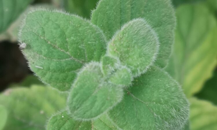 Clinopodium nepeta (synonym: Calamintha nepeta), Lesser calamint, فوتنج - مانتا (Fottinj - Manta- Nabta), 薄荷荆芥 , Calament ,Calaminta, Kleinblütige Bergminze, nébeda, Дивљи босиљак.