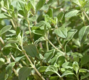 "Marjoram's fragrant leaves flourish naturally on rocky hillsides and sunny slopes