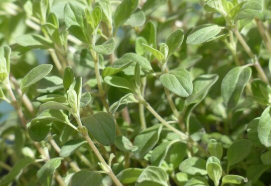"Marjoram's fragrant leaves flourish naturally on rocky hillsides and sunny slopes