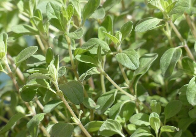 "Marjoram's fragrant leaves flourish naturally on rocky hillsides and sunny slopes