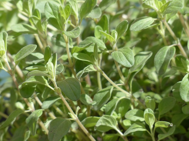 "Marjoram's fragrant leaves flourish naturally on rocky hillsides and sunny slopes