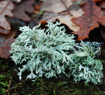 Oakmoss emanates an earthy, musky aroma, reminiscent of a dense forest floor after rainfall.