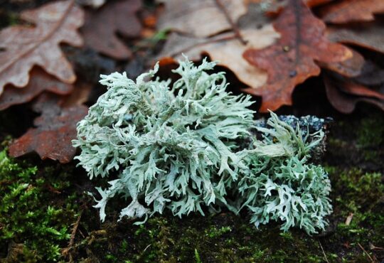 Oakmoss emanates an earthy, musky aroma, reminiscent of a dense forest floor after rainfall.