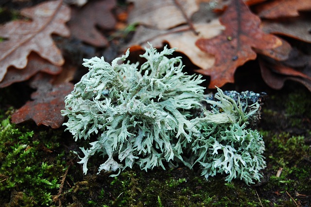 Oakmoss emanates an earthy, musky aroma, reminiscent of a dense forest floor after rainfall.