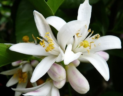 Bitter orange blossom buds (zhar)