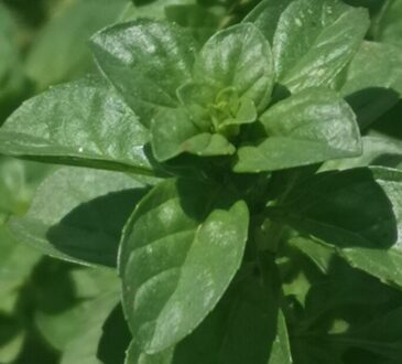 Pennyroyal, فليو- فلية, 普列薄荷, Polei, мята болотная, Φλησκούνι, Poleo, Polio, menthe pouliot, Polei-Minze, Filiskin, Polejmynte