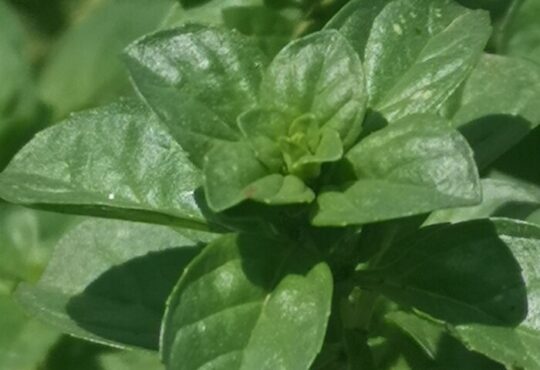 Pennyroyal, فليو- فلية, 普列薄荷, Polei, мята болотная, Φλησκούνι, Poleo, Polio, menthe pouliot, Polei-Minze, Filiskin, Polejmynte