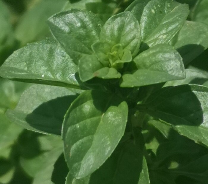 Pennyroyal, فليو- فلية, 普列薄荷, Polei, мята болотная, Φλησκούνι, Poleo, Polio, menthe pouliot, Polei-Minze, Filiskin, Polejmynte