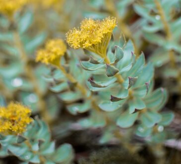 rhodiola leaves and flowers