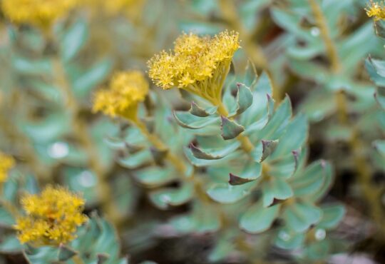 rhodiola leaves and flowers