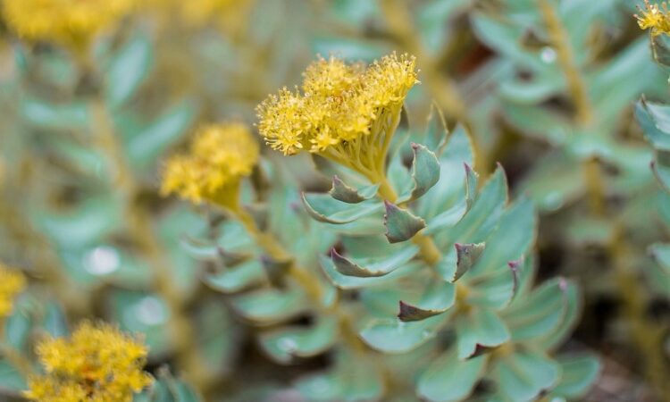 rhodiola leaves and flowers