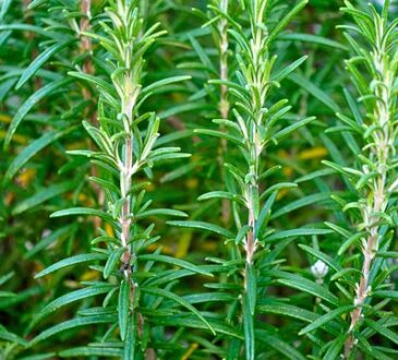 Rosemary, أزير - إكليل الجبل, 迷迭香, Rosmarin, Розмарин, Biberiye, Romarin, Romero, Rosmarin, Δεντρολίβανο