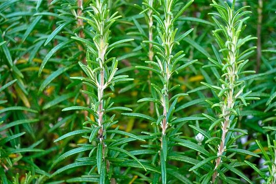 Rosemary, أزير - إكليل الجبل, 迷迭香, Rosmarin, Розмарин, Biberiye, Romarin, Romero, Rosmarin, Δεντρολίβανο