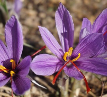 Crocus sativus: Saffron, Safran, Safran, Kekik, Шафран, Κρόκος, Safran, केसर, Zafferano, Saffraan, زعفران.