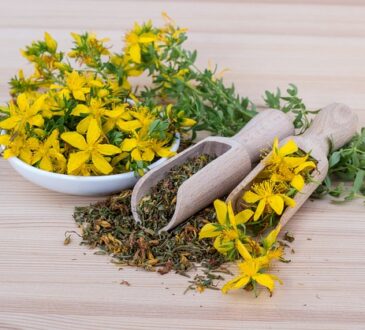 Millepertuis, Johanniskraut, Hierba de San Juan, Erba di San Giovanni, Hipericão, Зверобой (Zveroboy), Sint-Janskruid, Johannesört, Mäkikuisma, Dziurawiec, Orbáncfű, Υπερικόν (Yperikón), Kantaron otu, 圣约翰草 (Shèng yuēhàn cǎo), セイヨウオトギリソウ (Seiyō otogirisō)