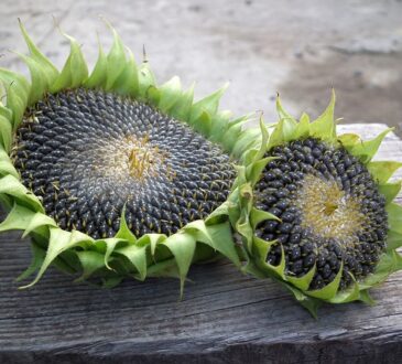 Sunflower seeds nestled in the vibrant green foliage