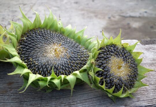 Sunflower seeds nestled in the vibrant green foliage