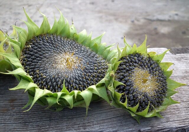 Sunflower seeds nestled in the vibrant green foliage