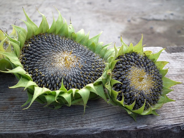 Sunflower seeds nestled in the vibrant green foliage
