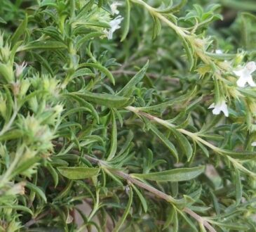 thyme leaves and flowers