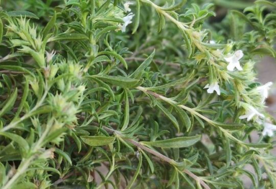 thyme leaves and flowers