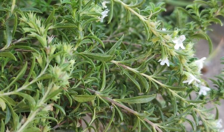 thyme leaves and flowers