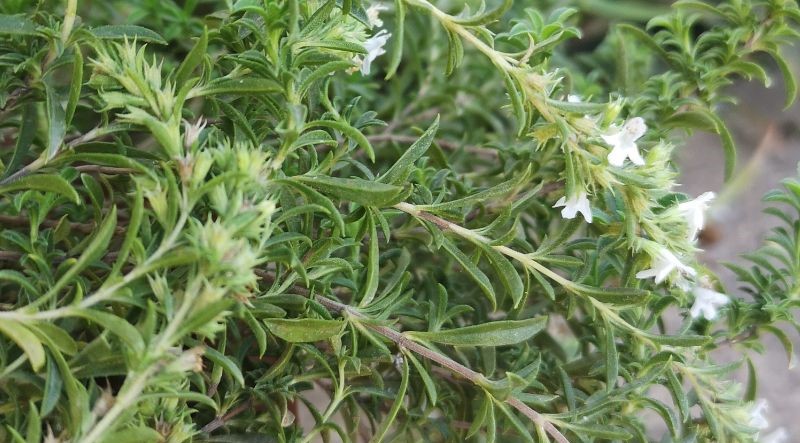 thyme leaves and flowers