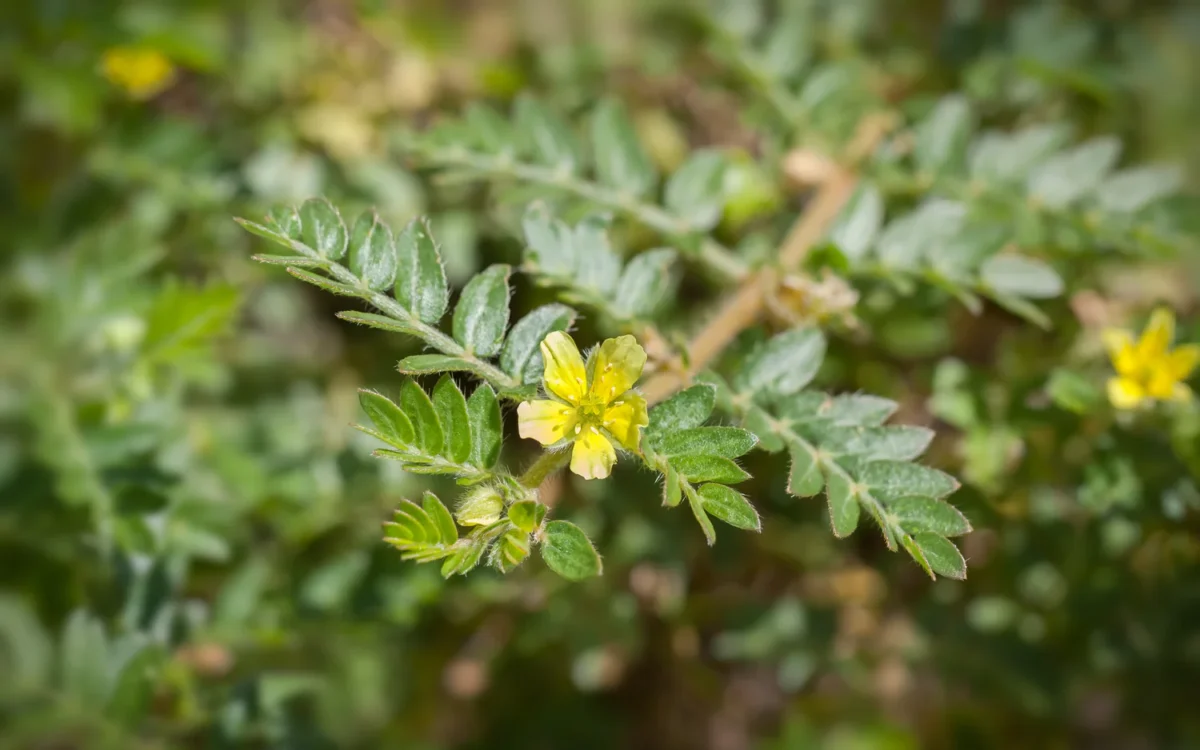 Tribulus Terrestris, Puncture vine, الحسك - القطب, 蒺藜, Erd-Burzeldorn, Якорцы стелющиеся, Erdsternchen, Tribule terrestre, Τρίβολος, 남가새, Demir dikeni, Rumpetorn, Gokshura, ハマビシ, Roseta francesa.