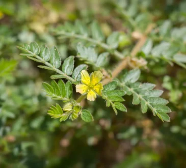 Tribulus Terrestris, Puncture vine, الحسك - القطب, 蒺藜, Erd-Burzeldorn, Якорцы стелющиеся, Erdsternchen, Tribule terrestre, Τρίβολος, 남가새, Demir dikeni, Rumpetorn, Gokshura, ハマビシ, Roseta francesa.