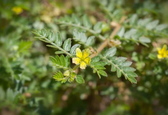 Tribulus Terrestris, Puncture vine, الحسك - القطب, 蒺藜, Erd-Burzeldorn, Якорцы стелющиеся, Erdsternchen, Tribule terrestre, Τρίβολος, 남가새, Demir dikeni, Rumpetorn, Gokshura, ハマビシ, Roseta francesa.