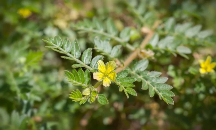 Tribulus Terrestris, Puncture vine, الحسك - القطب, 蒺藜, Erd-Burzeldorn, Якорцы стелющиеся, Erdsternchen, Tribule terrestre, Τρίβολος, 남가새, Demir dikeni, Rumpetorn, Gokshura, ハマビシ, Roseta francesa.