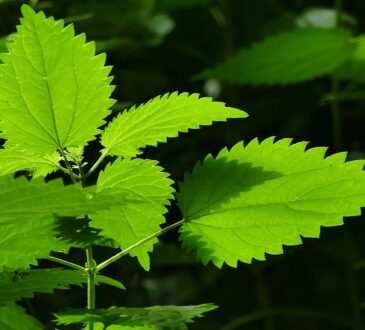 urtica dioica leaves