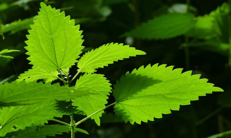 urtica dioica leaves