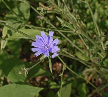 wild chicory flower