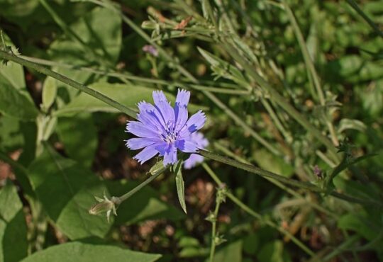 wild chicory flower