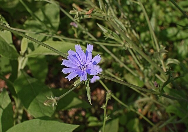 wild chicory flower