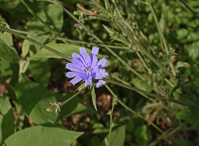 wild chicory flower