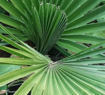 chamaerops humilis morocco