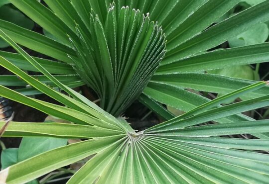 chamaerops humilis morocco