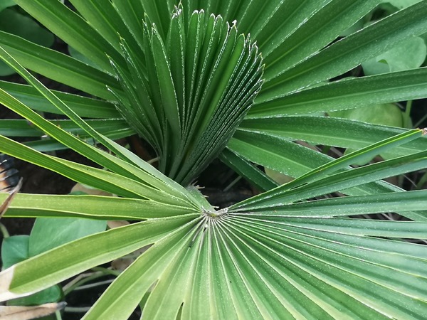 chamaerops humilis morocco