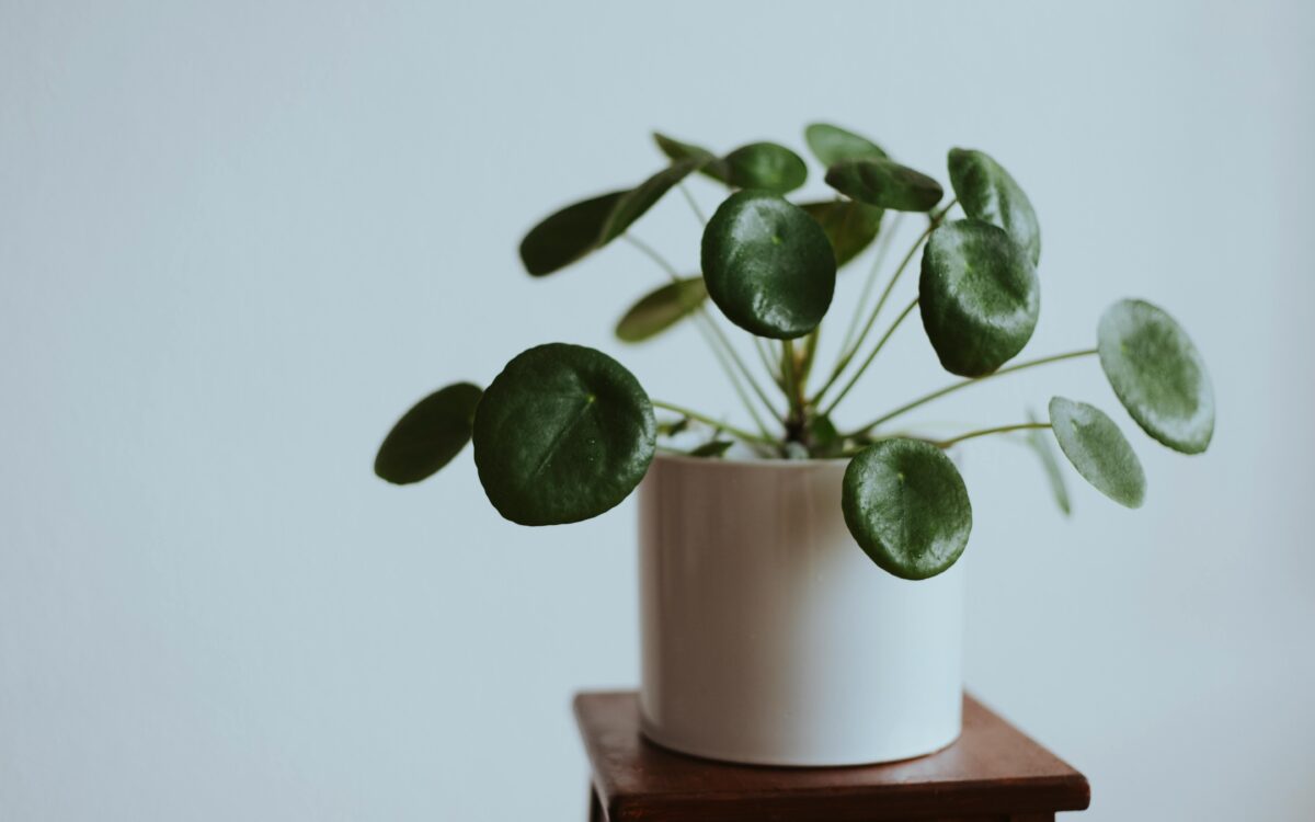 CHINESE MONEY PLANT A CALMING PLANT