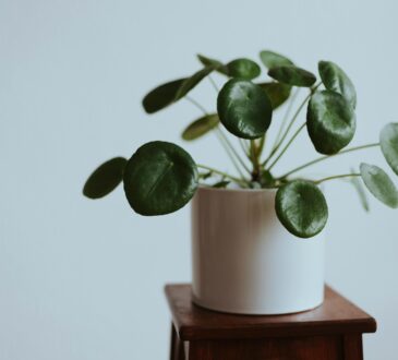 CHINESE MONEY PLANT A CALMING PLANT