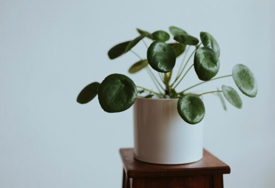 CHINESE MONEY PLANT A CALMING PLANT