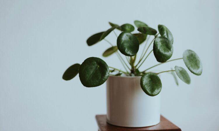 CHINESE MONEY PLANT A CALMING PLANT