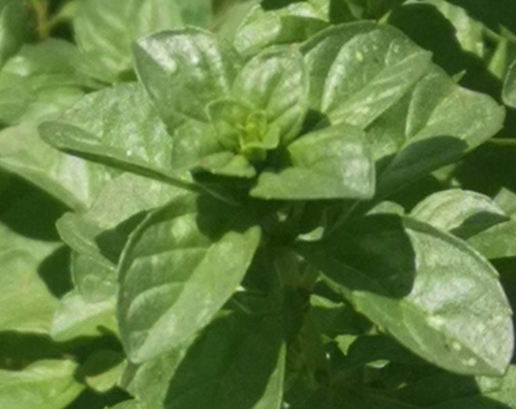 cultivated pennyroyal leaves