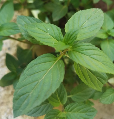 crossbred peppermint -pennyroyal