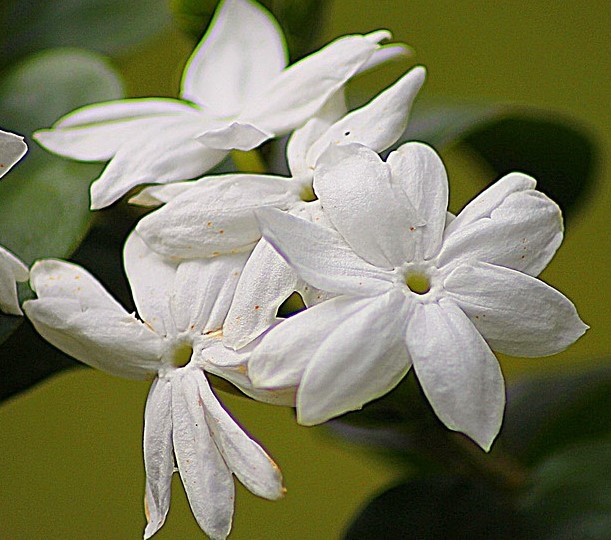 jasmine flowers