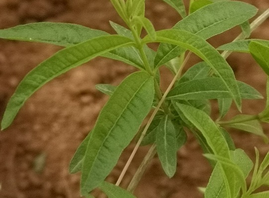 lemon verbena leaves