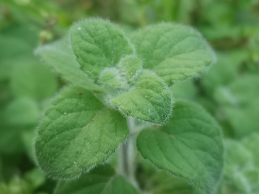 lesser calamint leaves